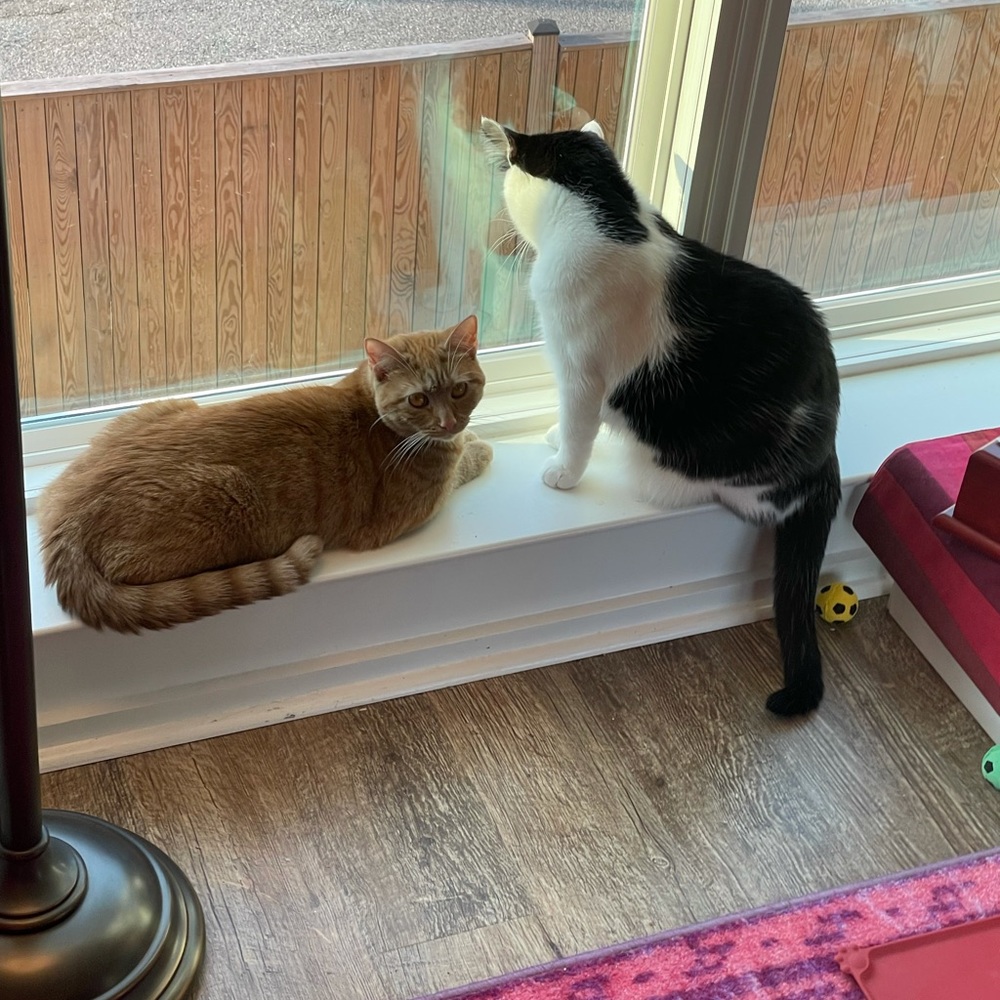 Meet your Posher, Lisa